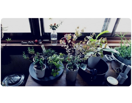 窓辺　植物