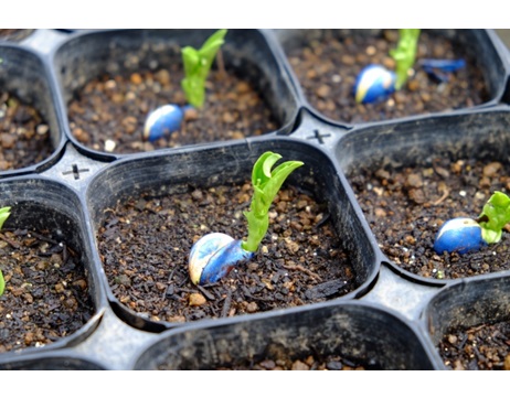 ポリポット　芽出し