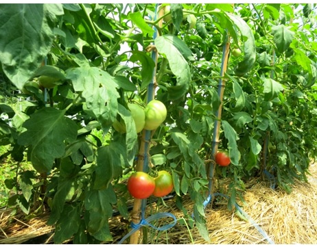 自然を利用したマルチ