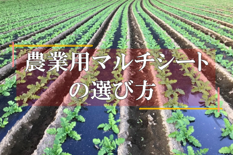 農業用マルチ　マルチング材　植え付け