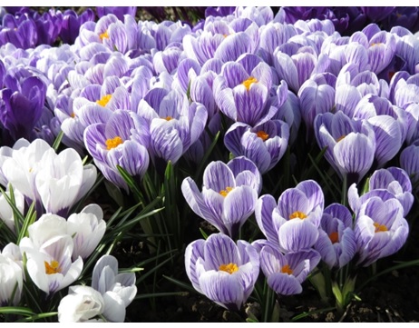 秋植え球根　球根　球根植物