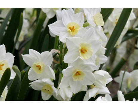 秋植え球根　球根　球根植物