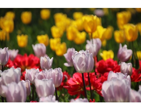 秋植え球根　球根　球根植物