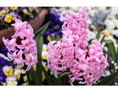 秋植え球根　球根　球根植物