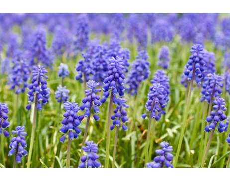 秋植え球根　球根　球根植物