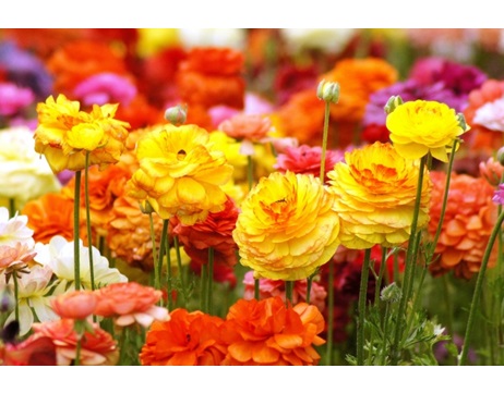 秋植え球根　球根　球根植物