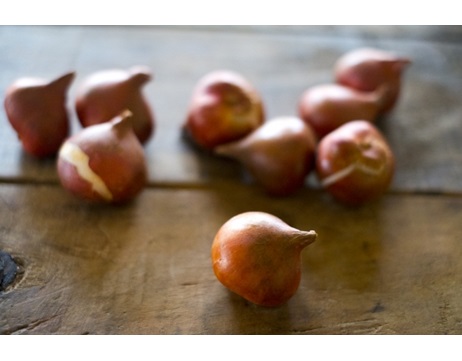 秋植え球根　球根　球根植物