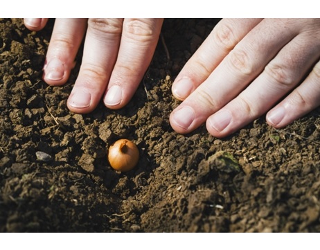球根植物　秋植え球根　球根