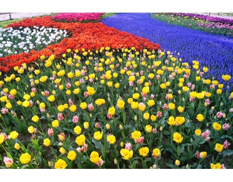 秋植え球根　球根　球根植物