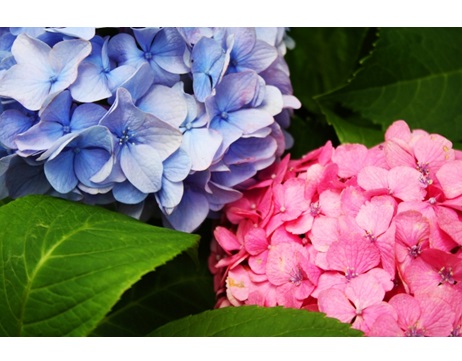 土壌　中和　酸度　pH