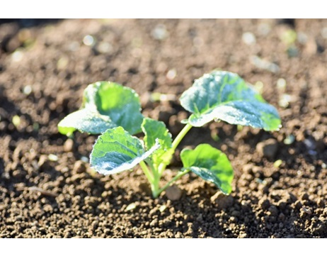 肥料　活力剤　植物