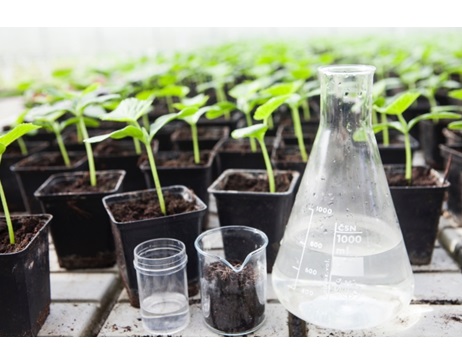 肥料　活力剤　植物