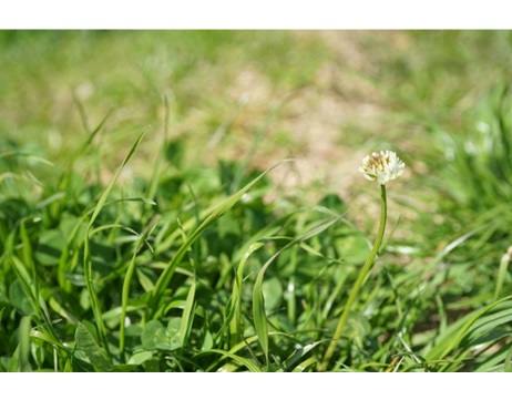 液体除草剤　散布　特長