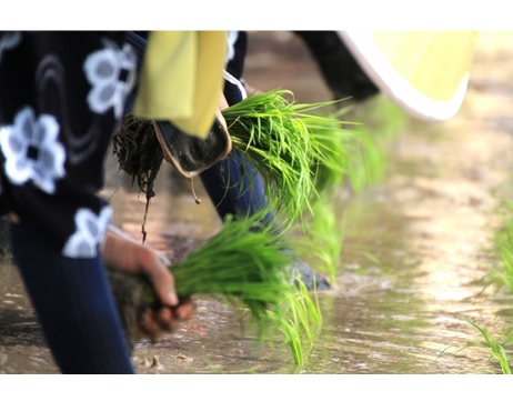 園芸　歳時記　水無月