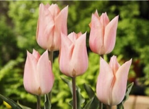 チューリップ　球根　栽培