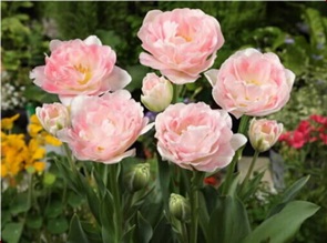 チューリップ　球根　栽培