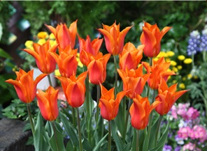 チューリップ　球根　栽培