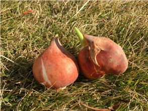 チューリップ　球根　栽培