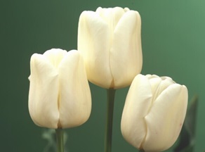 チューリップ　球根　栽培