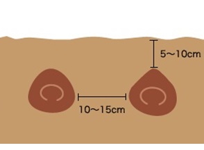 チューリップ　球根　栽培