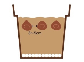 チューリップ　球根　栽培