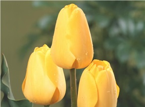 チューリップ　球根　栽培