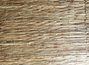 冬囲い　結束　雪囲い　