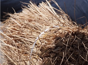 冬囲い　結束　雪囲い　