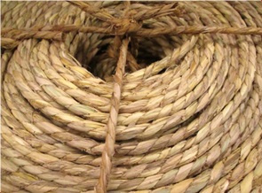 冬囲い　結束　雪囲い　