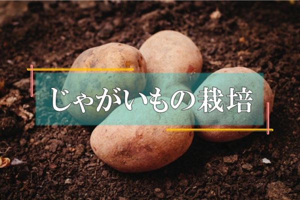 種 球根 アーカイブ 株式会社末吉商店 青森県平川市