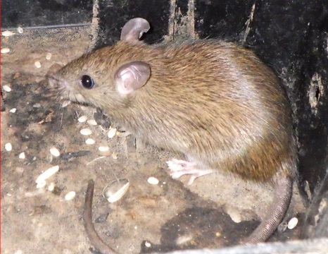 ネズミ被害　捕獲　駆除