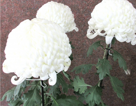 菊栽培　スタンダード　福助　ダルマ　アルミ