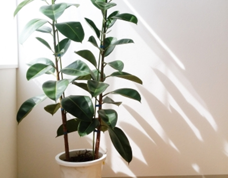 ささ竹、観葉支柱、細竹