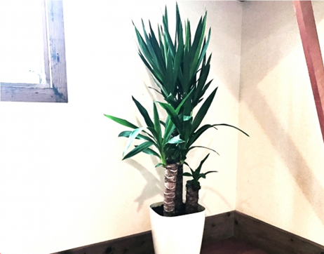 ヘゴ　ココスティック　木ヘゴ