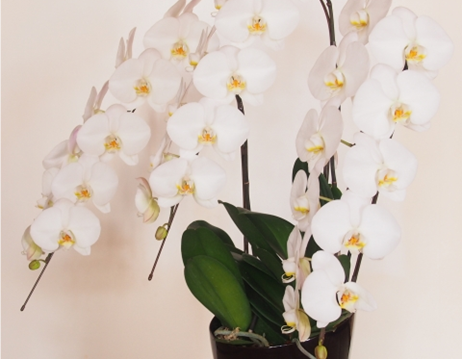 洋ラン支柱　ラン支柱　洋ラン線　胡蝶蘭線