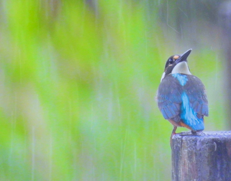 園芸　歳時記　農作業