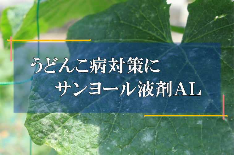 うどんこ病対策にサンヨール液剤ａｌ 株式会社末吉商店 青森県平川市