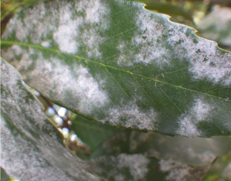 うどんこ病対策にサンヨール液剤ａｌ 株式会社末吉商店 青森県平川市
