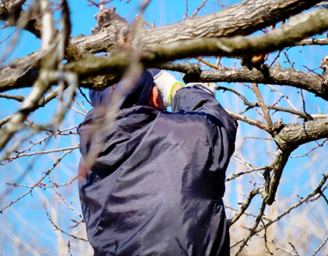リンゴの花つきと年の関係 株式会社末吉商店 青森県平川市 リンゴの花つきと年の関係 株式会社末吉商店 青森県平川市