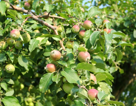 リンゴの花つきと年の関係 株式会社末吉商店 青森県平川市 リンゴの花つきと年の関係 株式会社末吉商店 青森県平川市