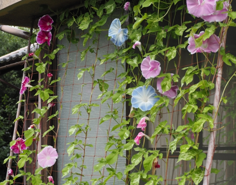 アサガオ　支柱　竹