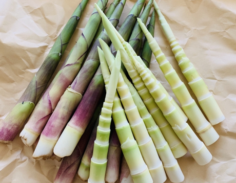 根まがり竹　姫竹　タケノコ