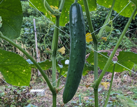 きゅうり　夏野菜　からし漬け