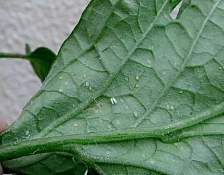 コナジラミ　害虫　やっかい