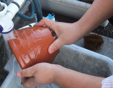 植木鉢　プランター　お手入れ