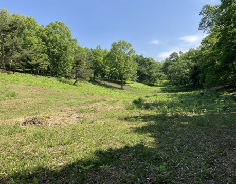 手入れされた里山