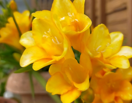 ２月　誕生月花　フリージア