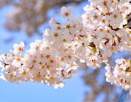 ４月　誕生花　桜　サクラ